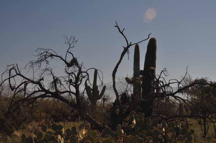 cactus brush